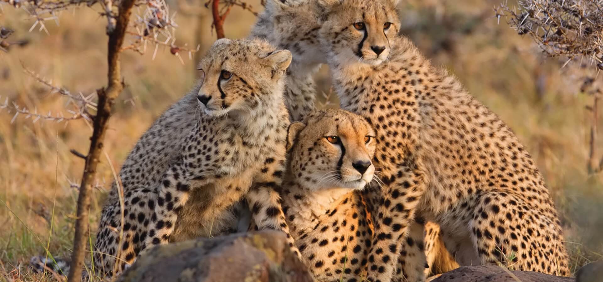 big_cat_hero