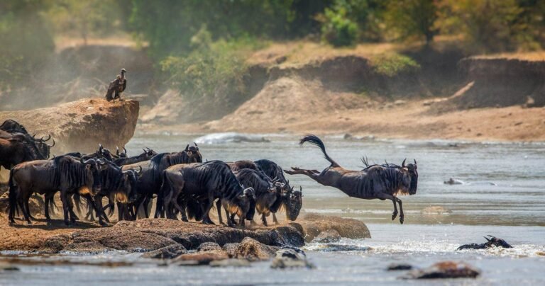 9 Days Migration-Tanzania Safari